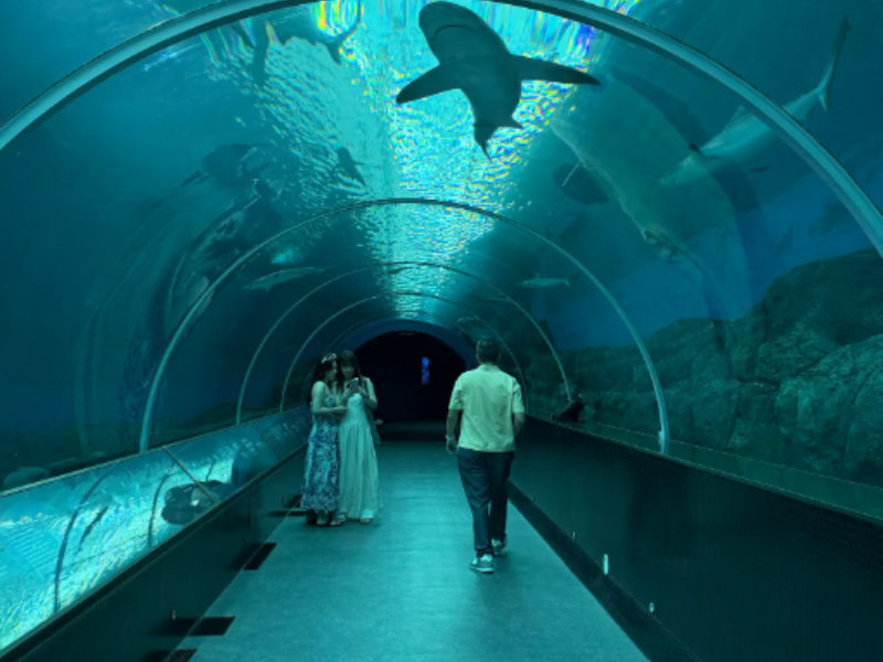 Singapore Cable Car Ride | Visit to Singapore Oceanarium | Wings of Time Experience