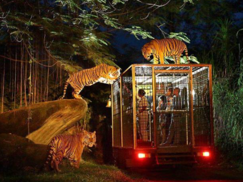NIGHT SAFARI EXPERIENCE