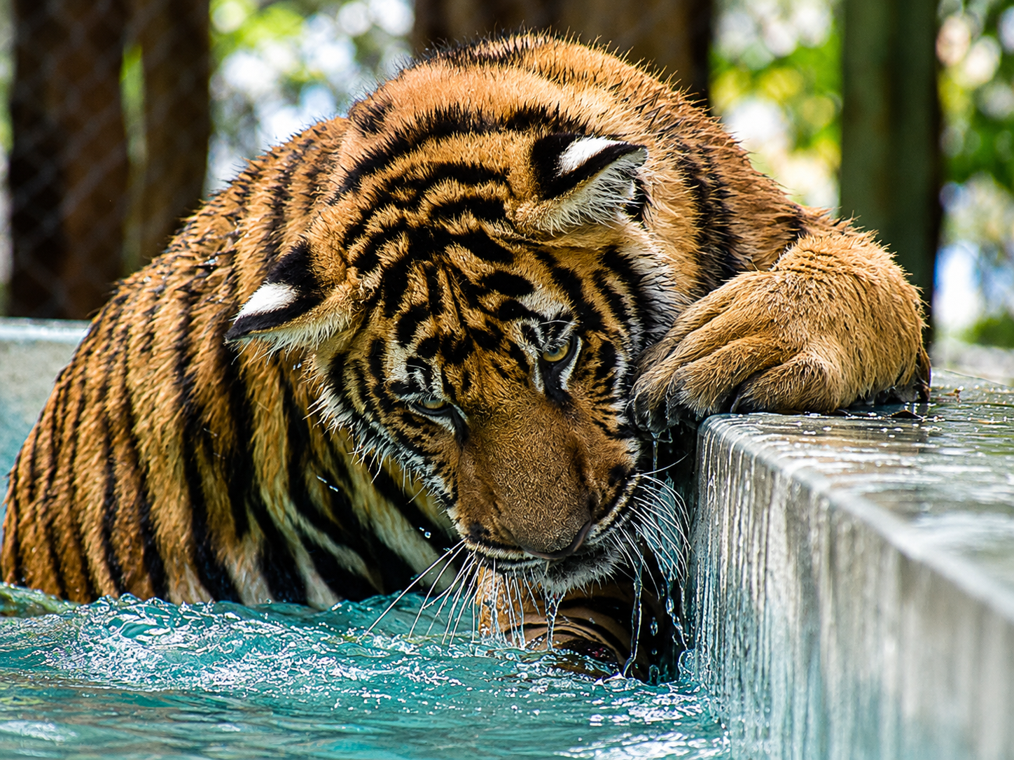 Phuket - Tiger Park - Walk Around Tiger Cage Ticket