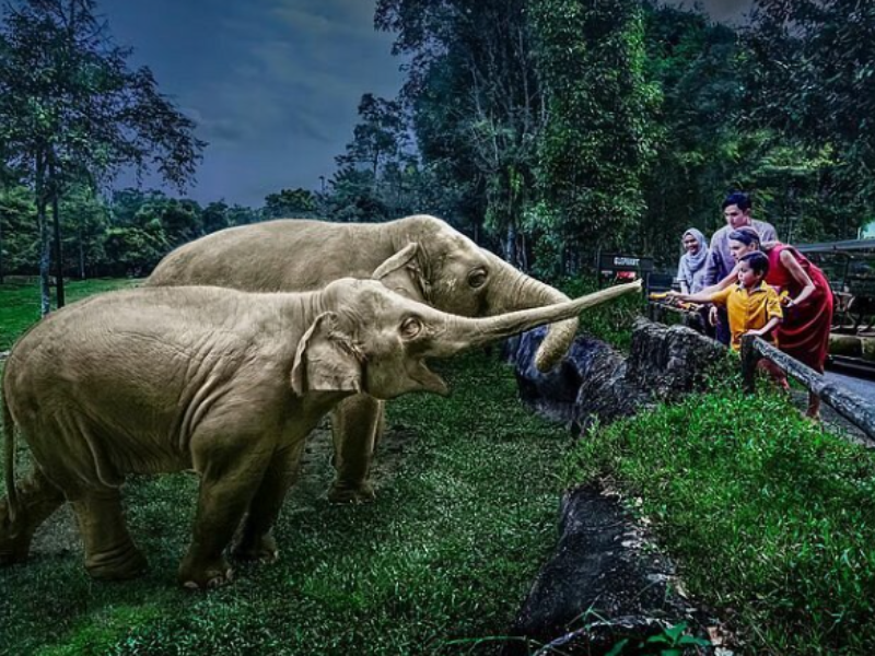 NIGHT SAFARI EXPERIENCE