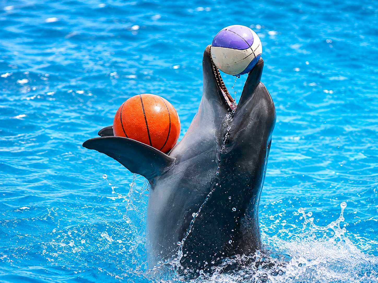 Dubai Dolphinarium